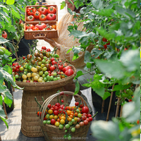 Serre agricole commerciale à simple travée en film PE, avec structure en acier galvanisé à chaud, pour la culture de tomates et légumes en Espagne