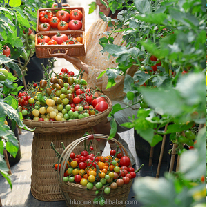 Serre commerciale pour tomates, serre à film monocouche pour projets d'agriculture horticole en Espagne - Product Image 6