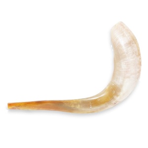 Cuerno de oveja Natural Ram Shofar Cuerno para fines religiosos judíos Cuernos de Ram Shofar de la mejor calidad por sheeri artesanía - Product Image 2