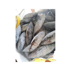 Skipjack ปลาทะเลแช่แข็ง - Product Image 4