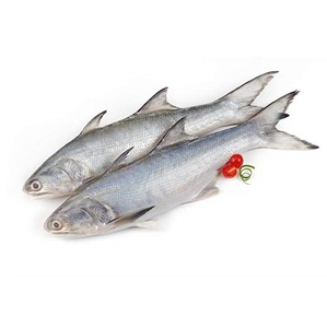 Salmón Congelado de Alta Calidad, Orgánico, Bajo en Sodio, Proceso BQF, Envasado al Vacío de Primera Calidad - Precio Económico, Fabricante de Portugal - Product Image 6