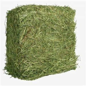 Proveedor de Heno de Alfalfa Seco de Primera Calidad para Exportación, con 2 Años de Vida Útil, para Alimentación de Caballos y Ganado, a Nivel Mundial - Product Image 1
