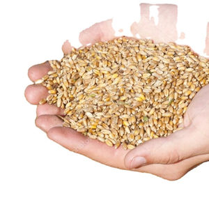 Grano DE TRIGO seco de alta proteína de alta calidad para consumo humano y venta al por mayor - Product Image 1