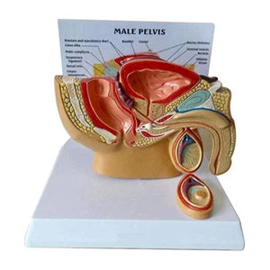 Modelo Anatómico de Pelvis Masculina Adulta de Primera Calidad para Educación Médica y Entrenamiento Clínico - Product Image 1