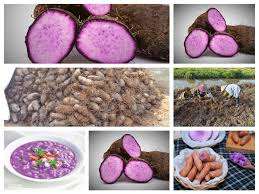 Vente chaude d'ube congelé, patate douce violette coupée en deux et en morceaux pour l'exportation - Product Image 6