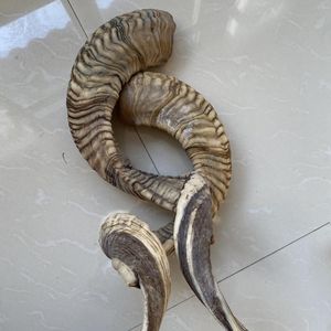 100% Natural Ram Horn Par Tamaño largo con la mejor calidad y Ram Shofar Horn Tamaño personalizado Precio al por mayor por artesanía hecha a mano - Product Image 2