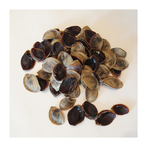 Operculos de conchas marinas al por mayor, suministros para manualidades con conchas marinas - Product Image 6