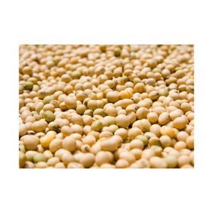 Bulk GMO Soybeans for <b>Animal</b> Feed, Oil <b>Extraction</b>, and Industrial Processing - Product Image 1
