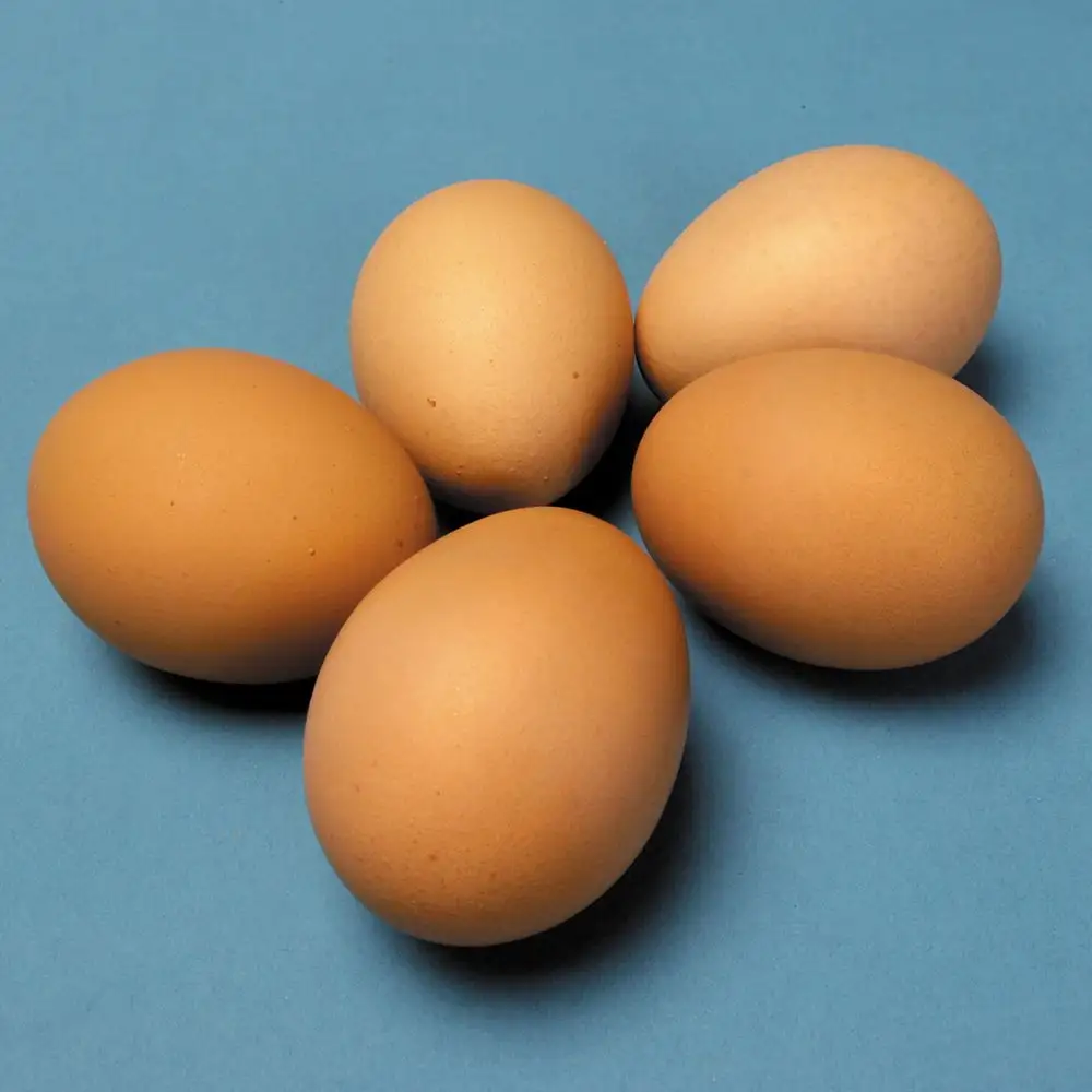 Kaliteli taze tavuk yumurta rekabetçi fiyat