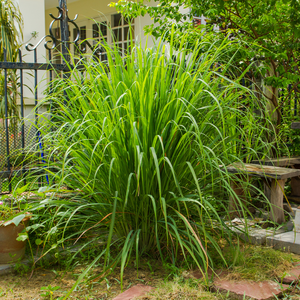 น้ำมันหอมระเหยตะไคร้หอมบริสุทธิ์100% ธรรมชาติ - Product Image 4