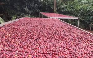 2025 New Crop Premium Vietnamese Robusta Green <b>Coffee</b> <b>Beans</b> 98% Maturity Honey Process Direct From Vietnam / ANNA DO VILACONIC - Product Image 4