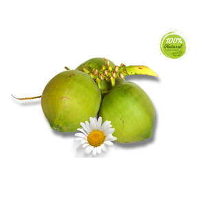 Agriculture 12 - 15 cm, fruits sub-tropicaux frais de qualité supérieure, matures, doux, à eau, semi-décortiqués, jeunes noix de coco du Vietnam - Product Image 4