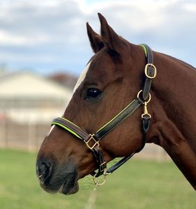 Halter cosido de lujo con relleno. Mejillas planas - Product Image 2