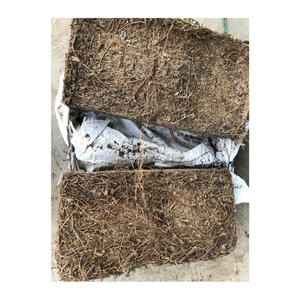 Mesona chinensis séché en vrac pour la fabrication de gelée d'herbe noire Herbe traditionnelle vietnamienne pour l'utilisation du thé rafraîchissant d'été - Product Image 3