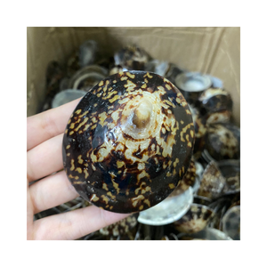 Conchas marinas seleccionadas a mano, concha de Lapa para proyectos de bricolaje-Material artesanal natural artístico para decoración del hogar, arte hecho a mano - Product Image 3