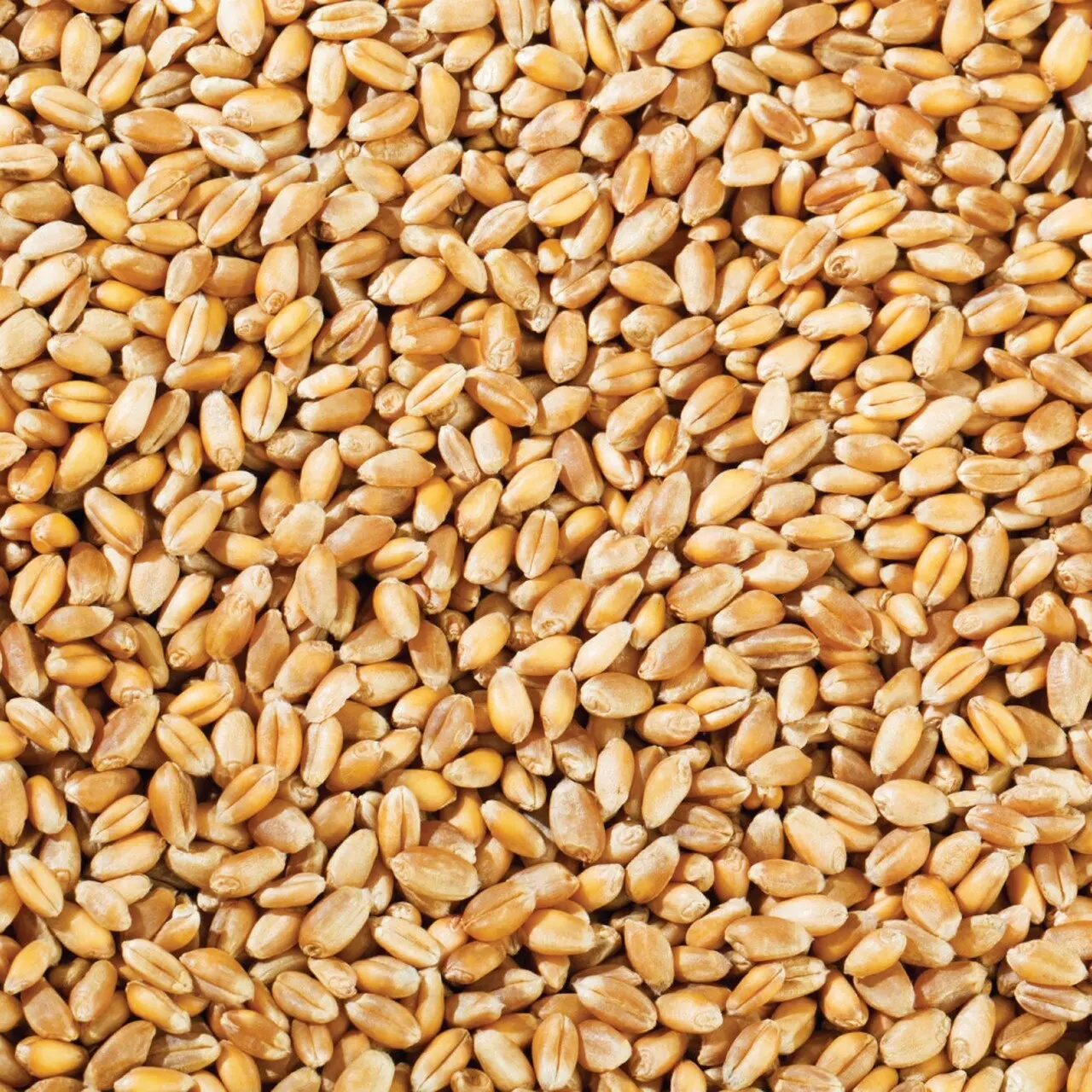 Tốt nhất Giá thị trường hạt lúa mì trong số lượng lớn tinh khiết & dinh dưỡng hạt lúa mì