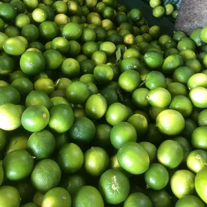 Lemon hijau segar tanpa biji, kualitas baik dengan harga bagus dari pemasok terbaik