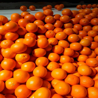 Fruits Citronnés Frais Biologiques - Oranges Valencia et Mandarine de Floride Marque HMSAI au Meilleur Prix