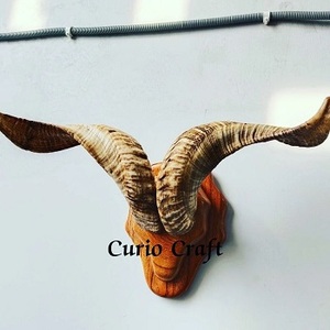 Corne de Buffle Naturelle Montée Élégante Décoration Murale Nautique Polie Artisanat Naturel Buffalo Corne Murale au Moins Cher - Product Image 3
