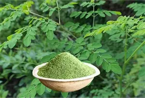 Poudre de Moringa prête à l'emploi, biologique, distinctive, au meilleur prix, exportée du Vietnam - Product Image 4