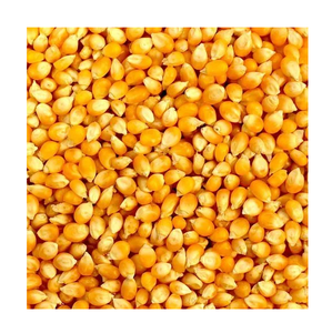 Venta de Granos de Maíz Amarillo para Alimentación Animal / Maíz para Alimentación Animal - Product Image 5