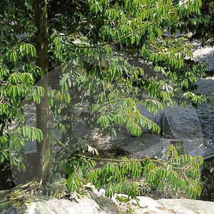 ฟิล์มคลุมดินสำหรับเกษตรกรรมขายส่ง สำหรับฐานต้นขนุน ขนาดม้วนมาตรฐาน และคุณสมบัติการกักเก็บความชื้น - Product Image 1