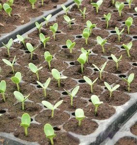 חריטות אוטומטית הרמת מכונת פרח חור דיסק seedling פלפל ירקות סיר סיר מכונת חור מגש