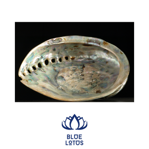 COQUILLE D'ORMEAU NATUREL POLI GRANDE QUANTITÉ PRÊT À EXPÉDIER contacter WA + 84 767 550 132 - Product Image 1