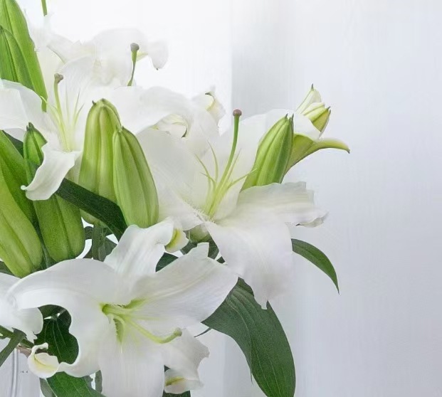 BlancLilyTriple floraison