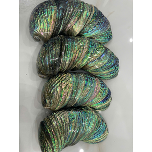 Coquilles d'ormeau naturelles du Vietnam Coquilles océaniques durables pour incrustation artistique, conception de bijoux, bricolage et exportation dans le monde entier - Product Image 3