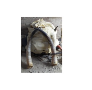 Par de bocina de búhos, claxon ecológico de vaca y buey, decorativo, la mejor calidad, decoración de pared - Product Image 5