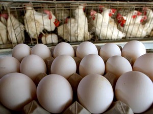 Huevos de Gallina de Engorde Frescos de Aves de Corral, Cobb 500 y Ross 308, Huevos de Gallina de Engorde Ross a la Venta al Mejor Precio - Product Image 5