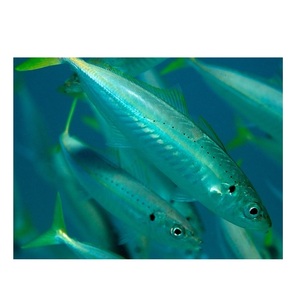 Pescado Scad Entero Congelado – Pescado Scad Entero para Importadores y Distribuidores - Product Image 5