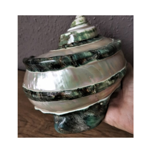Conchas de mar hermosas naturales de concha Turbo verde pulida de Vietnam para proyectos de arte hechos a mano y pedidos al por mayor - Product Image 5