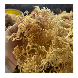 Musgo de mar artesanal salvaje de Vietnam Océano/Musgo de mar irlandés secado al sol Sin sal 100% Natural con precio bajo de Vietnam - Product Image 5