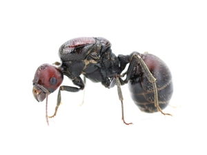 Messor cephalotes (Hormiga cosechadora gigante africana) - Product Image 1