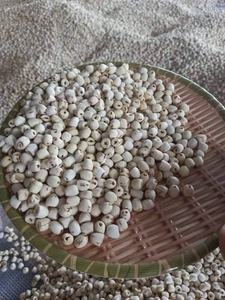 Noix de lotus séchées à bas prix pour l'exportation en vrac du fournisseur vietnamien - Product Image 5