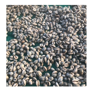 Craft Shell Cowrie Shell de Vietnam para proyectos de bricolaje suministrados por 99 Gold Data Cowrie Shell Manufacturer - Product Image 6