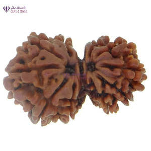 NOVAMART Fine 10 Mukhi Gauri Shanker Nepali Rudraksha 100% Original & Certified <b>Shell</b> Bone Coral Beads Wholesale Export - Product Image 3