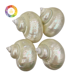 Premium Turbo Shell pulido Vietnam venta al por mayor para artesanía decoración del hogar y suministro de joyería - Product Image 3