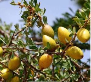 Quality Assured <b>Organic</b> <b>Argan</b> Essential <b>Oil</b> for Skin Softening from india supplier Affordable price <b>Argan</b> <b>Organic</b> Carrier <b>Oil</b> - Product Image 1