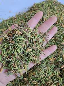 Supplier of High Quality, Good Smell Vietnam <b>Agriculture</b> - Delicious Dried Male Papaya Flowers Seeds - BLUE LOTUS - Product Image 2