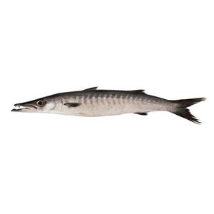 Poisson Barracuda de haute qualité congelé rond entier faible en glucides et sans gras trans de qualité supérieure 1kg emballé sous vide - Product Image 1
