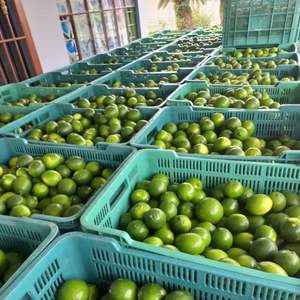 Cítricos Frescos de Alta Calidad, Limón Sin Semillas/Lima Sin Semillas, Ricos en Nutrientes - Product Image 6