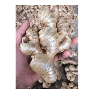 ขิงสดสะอาดแบบพรีเมี่ยมจากเวียดนามซัพพลายเออร์มีการส่งออกขิงสดพร้อมจัดส่งจำนวนมากในขณะนี้ - Product Image 1