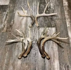 Cápsulas de astas de ganado rojas naturales, astas secas para manualidades, masticables para mascotas, decoración del hogar, larga vida útil, almacenamiento en seco - Product Image 3