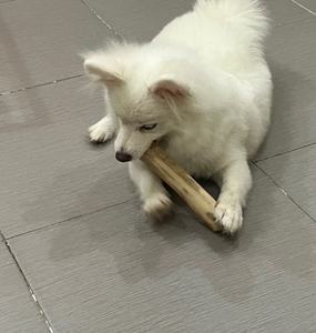 Jouet à mâcher pour chien en bois du Vietnam de qualité supérieure bâton durable en matériau écologique parfait pour l'exportation au détail 2025 - Product Image 2