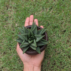 Pots de plantes succulentes coréens, vente en gros, pour plantes succulentes, pots de bonsaï faits à la main en coquille de noix de coco - Product Image 6