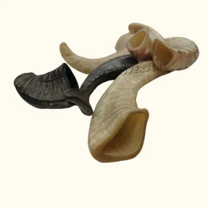 Ram Horn For Sale In Bulk Cheap Sheep Horn Dog Chew Supplier Lamp Fast Delivery Wholesale