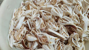 Tranches de coquille en spirale en vrac pour décoration de mariage, style à la maison et créations à thème côtier - Product Image 5